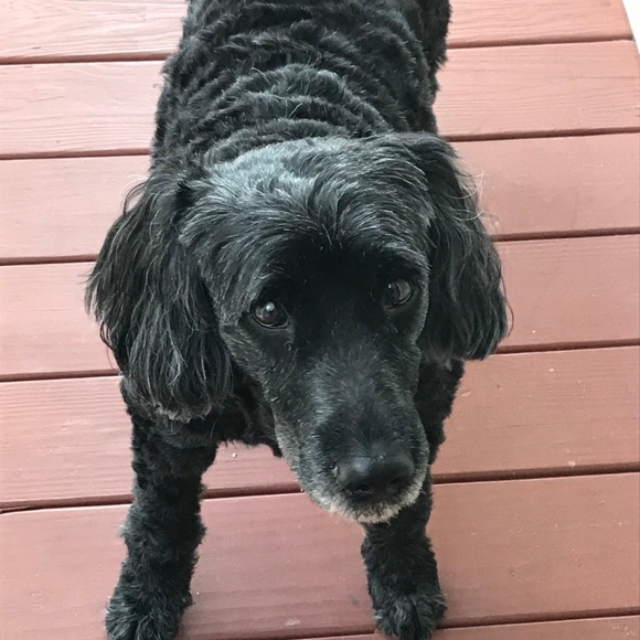 Meet your Posher, Lana - Picture 2 of 2